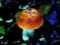 Picture Title - Quivering Fungi