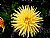 Yellow Spider Chrysanthemum