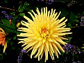 Picture Title - Yellow Spider Chrysanthemum