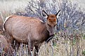 Picture Title - Cow Elk RMNP 2014