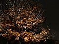 Picture Title - Autumn at night