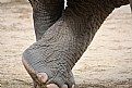 Picture Title -  Anthropomorphic elephant stance