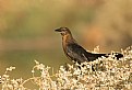 Picture Title - Brown bird