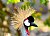 Crowned Crane 