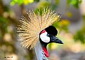 Picture Title - Crowned Crane 