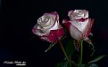 Picture Title - Two Roses - Love