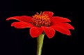 Picture Title - Mexican sunflower 2