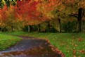 Picture Title - Autumn Shades of Color