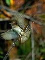 Picture Title - Bird flight