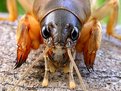 Picture Title - MOLE CRICKET