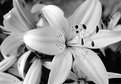 Picture Title - white lilly