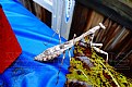 White Praying Mantis fall Showers