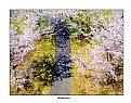 Picture Title - Spring Way