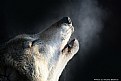 Picture Title - Howling Wolf.