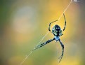 Picture Title - Spider act