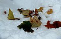 Picture Title - Autumn Snow