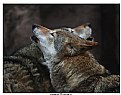 Picture Title - Howling Wolfs.