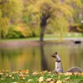 Picture Title - Eastern Gray Squirrel