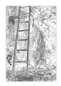 Picture Title - ladder