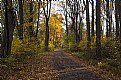 Picture Title - Autumn Trail 1