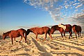 Picture Title - Wild Ponies