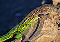 Picture Title - Lagarto