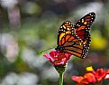 Picture Title - monarch and zinnia