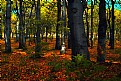 Picture Title - Forest