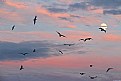 Picture Title - Gaviotas - Seagulls