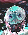 Picture Title - Crystal Owl