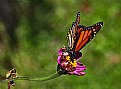 Picture Title - monarch and zinnia 2