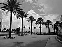 Picture Title - St. Petersburg, FL