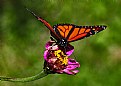 Picture Title - monarch and zinnia 3.