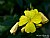 Yellow Flower - 002