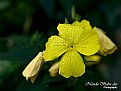 Picture Title - Yellow Flower - 002