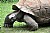 The Aldabra Tortoise