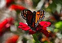 Picture Title - monarch and zinnia 5