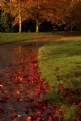 Picture Title - Wet  Leaves