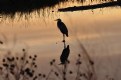 Picture Title - Heron at Twilight