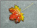 Picture Title - multicolored leaf