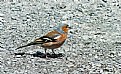 Picture Title - Chaffinch