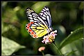 Picture Title - Butterfly