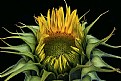 Opening Sunflower #2