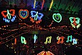 Picture Title - Neon Butterflies