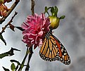 Picture Title - monarch 13
