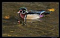 Picture Title - Wood Duck  (d8645)