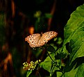 Picture Title - unknown butterfly