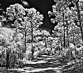 Picture Title - BW Ir..Path Thru The Woods