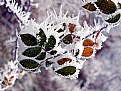 Picture Title - Frosted Bramble