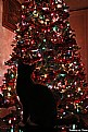 Picture Title - Curious Christmas Kitty